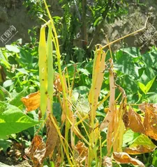 Bean Cultivation and Care (Mastering Bean Growth Patterns for Easier Harvests)