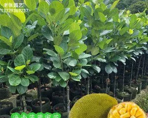 A Complete Guide to Planting and Caring for Jackfruit (Where is it suitable to plant, how to make the jackfruit grow better?)