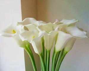 Care Tips for Calla Lily Flowers (Creating a Beautiful Flower Bed with Fresh Blooms)