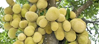 A Complete Guide to Planting and Caring for Jackfruit (Where to Plant It, How to Make It Grow Better?) 2