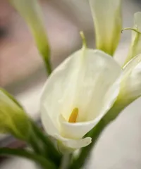 Care Tips for Calla Lily Flowers (Creating a Beautiful Flower Bed in Full Bloom) 3