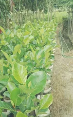 A Complete Guide to Planting and Caring for Jackfruit (Where to Plant It, How to Make It Grow Better?) 3