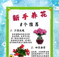 夏日户外植物的养护秘籍（打造炎热夏天的绿色避难所）1