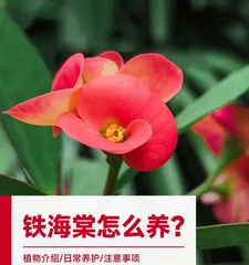 虎刺梅的养护与管理(了解虎刺梅的生长特点,打造花卉园的佳品)1