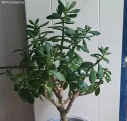 夏日户外植物的养护秘籍（打造炎热夏天的绿色避难所）3