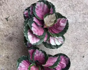 Water Cultivation Methods for Calathea with Colored Leaves (Simple and Easy Indoor Plant Care)