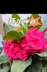 虎刺梅的养护与管理(了解虎刺梅的生长特点,打造花卉园的佳品)2