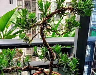 Bonsai Podocarpus Fertilization Techniques (Understand the fertilizer needs of Podocarpus to create a healthy bonsai)