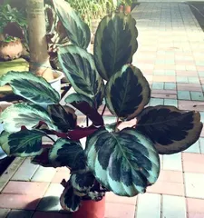 Hydroponic Cultivation Method for Calathea (Simple and Easy Indoor Plant Care) 2