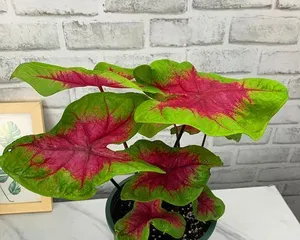 Hydroponic Cultivation Method for Calathea (Simple and Easy Indoor Plant Care) 3