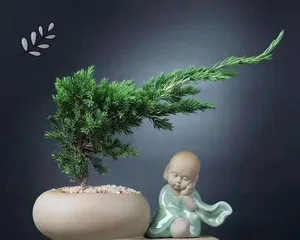 Podocarpus Bonsai Fertilization Tips (Understanding the fertilizer needs of Podocarpus to create a healthy bonsai) 2