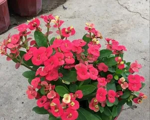 虎刺梅的养护与管理(了解虎刺梅的生长特点,打造花卉园的佳品)3