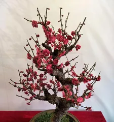 Research on the Temperature Adaptability of Potted Plum Blossoms (How to Provide a Suitable Temperature Environment for Potted Plum Blossoms)