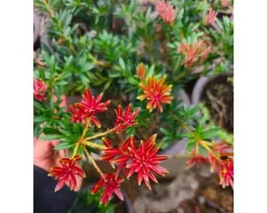 Podocarpus Bonsai Fertilization Tips (Understanding the fertilizer needs of Podocarpus to create a healthy bonsai) 3