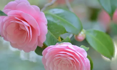 The Meaning and Symbolism of Pink Camellias (Interpreting the 15 Meanings Represented by Pink Camellias)