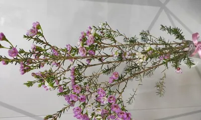How long does the flowering period of Australian plum last? - Learn the best time for viewing the blooming season (Australia's plum flower feast - blooming period, viewing spots, attractions explained in detail)