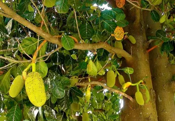 Mango Season and Its Care and Management (Exploring the Length of Mango Season and the Best Care Methods)