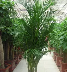 How to Successfully Grow Healthy Bamboo (Comprehensive Analysis of Bamboo Cultivation Methods, Care Techniques, Watering Methods, Fertilizer Selection, etc.)