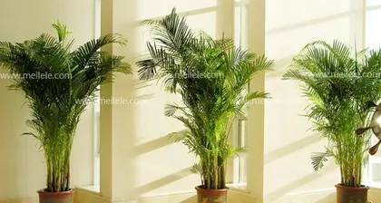How to Successfully Grow a Healthy Bamboo Palm (A Comprehensive Analysis of Cultivation Methods, Care Techniques, Watering Methods, Fertilizer Selection, etc.) 2