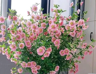A Complete Guide to Growing and Caring for Hibiscus (Master Hibiscus Planting and Care Techniques for a Garden that Blooms Beautifully All Year Round) 1