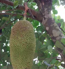 Jackfruit Fruiting Period and Its Care Management (Exploring the Length of Jackfruit Fruiting Period and the Best Care Methods) 2