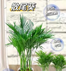 How to Successfully Grow a Healthy Bamboo Palm (A Comprehensive Analysis of Cultivation Methods, Care Techniques, Watering Methods, Fertilizer Selection, etc.) 3