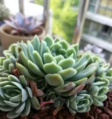 How to Care for Star Prince in Winter? (Winter Care Guide for Star Prince) 1