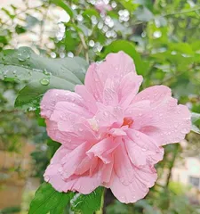 A Complete Guide to Growing and Caring for Hibiscus (Master Hibiscus Planting and Care Techniques for a Garden that Blooms Beautifully All Year Round) 2