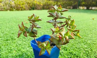 How to Care for Star Prince in Winter? (Winter Care Guide for Star Prince) 2