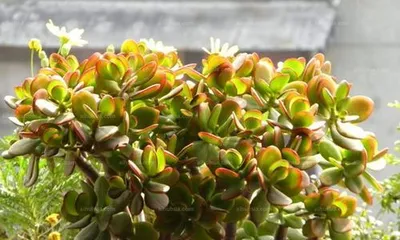 How to Care for Star Prince in Winter? (Winter Care Guide for Star Prince) 3