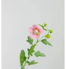 A Complete Guide to Growing and Caring for Hibiscus (Master Hibiscus Planting and Care Techniques for a Garden that Blooms Beautifully All Year Round) 3