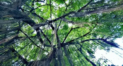 How to Properly Care for the Eyes of a Ficus Tree? (Focusing on the Ficus Tree