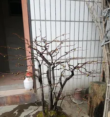 Bonsai Care Techniques for Flowering Quince (Creating Charming Bonsai, Enjoying the Beauty of Nature) 1