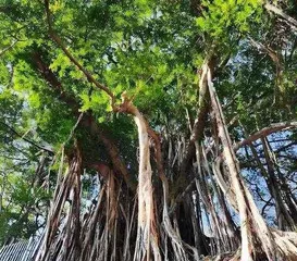 How to Properly Care for the Eyes of a Ficus Tree? (Focusing on the Ficus Tree