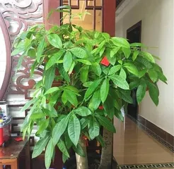 How to Protect Your Fortune Tree Placed Outside in Winter (Effective Measures and Precautions to Keep Your Fortune Tree Healthy and Thriving Throughout the Cold Season)