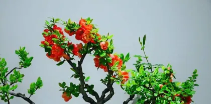 Bonsai Care Techniques for Flowering Quince (Creating Charming Bonsai, Enjoying the Beauty of Nature) 2