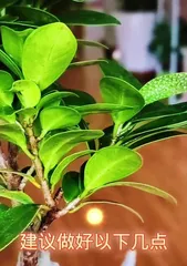 How to Properly Care for the Eyes of a Ficus Tree? (Focusing on the Ficus Tree