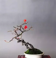 Bonsai Care Techniques for Flowering Quince (Creating Charming Bonsai, Enjoying the Beauty of Nature) 3