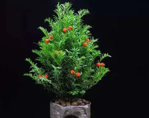 The Selection and Care of Taxus盆栽 (Suitable Pot Size, Soil Mix, Irrigation and Fertilizer Management)