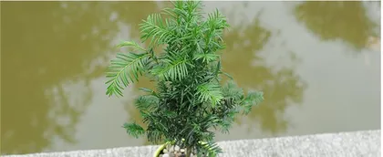 Selection and Care of Yew Potted Plants (Proper Pot Size, Soil Ratio, Irrigation and Fertilizer Management) 2