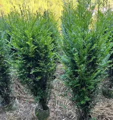Selection and Care of Yew Potted Plants (Proper Pot Size, Soil Ratio, Irrigation and Fertilizer Management) 3