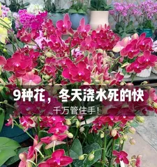 Caring for Little Pine in Winter: Keeping it Alive Indoors (Care Methods Revealed, Part 1)