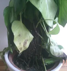 Caring for Little Pine in Winter: Keeping it Alive Indoors (Care Methods Revealed, Part 2)