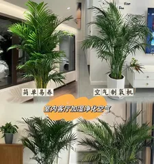 How to Successfully Grow Bamboo (Precautions and Care Tips)