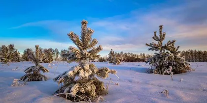 Caring for Little Pine in Winter: Keeping it Alive Indoors (Care Methods Revealed, Part 3)