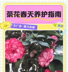 Camellia Care Guide (Understanding Camellia Light Requirements and Tips for Avoiding Sunburn) 1