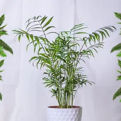 How to Successfully Grow Bamboo Fern (Precautions and Care Tips) 2