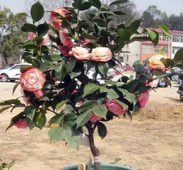 Camellia Care Guide (Understanding Camellia Light Requirements and Tips for Avoiding Sunburn) 2