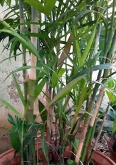 How to Successfully Grow Bamboo Fern (Precautions and Care Tips) 3