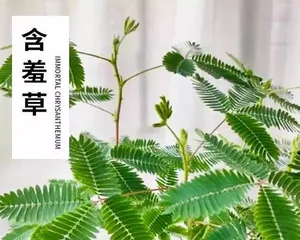 Cultivation and Care Techniques for Touch-Me-Not (Discover the Growth Secrets of Touch-Me-Not to Create a Green Home)